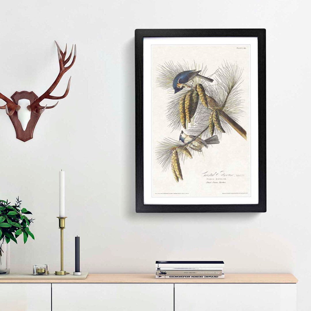 Crested Titmouse Birds by John James Audubon - Framed Print