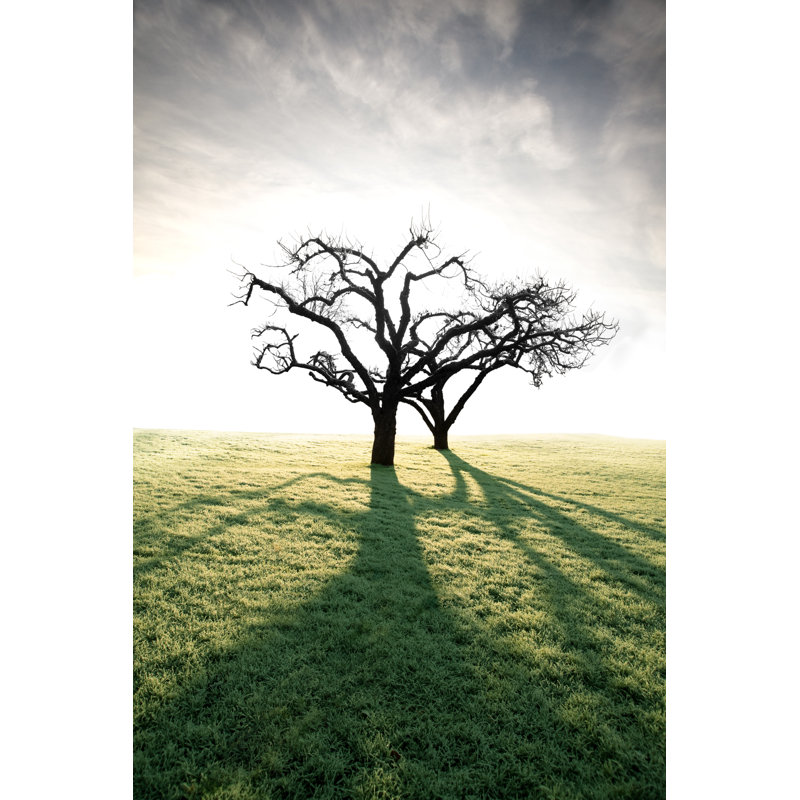 Two Trees by PinkBadger - Wrapped Canvas Print, 46cm H x 30cm W