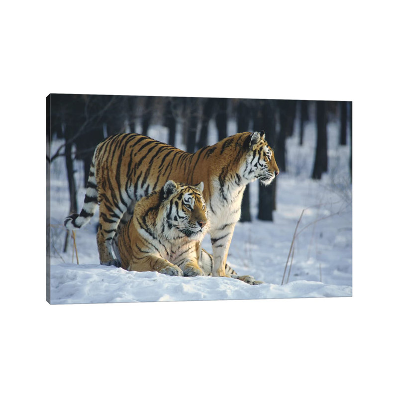 Siberian Tiger Pair In Snow by Toshiji Fukuda - Wrapped Canvas Print, 101.6 cm H x 66.04 cm W x 1.91 cm D