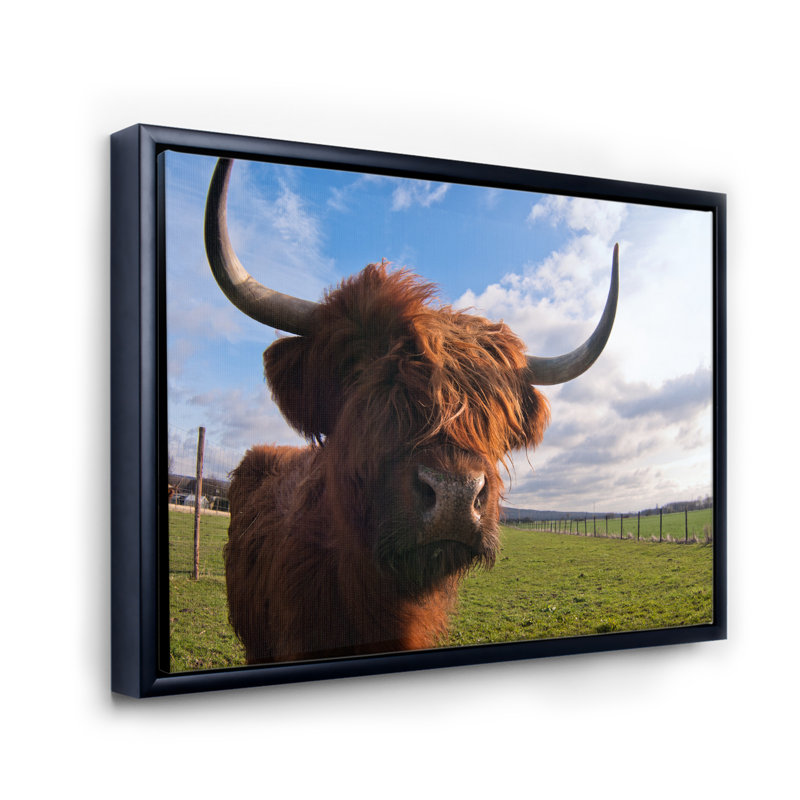 Portrait d'un yak - photographie sur toile, H 24 po x l 32 po x P 1 po, Cadre flottant noir