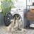 Delvecchio Oriental Sage/Ivory Area Rug-1848795788