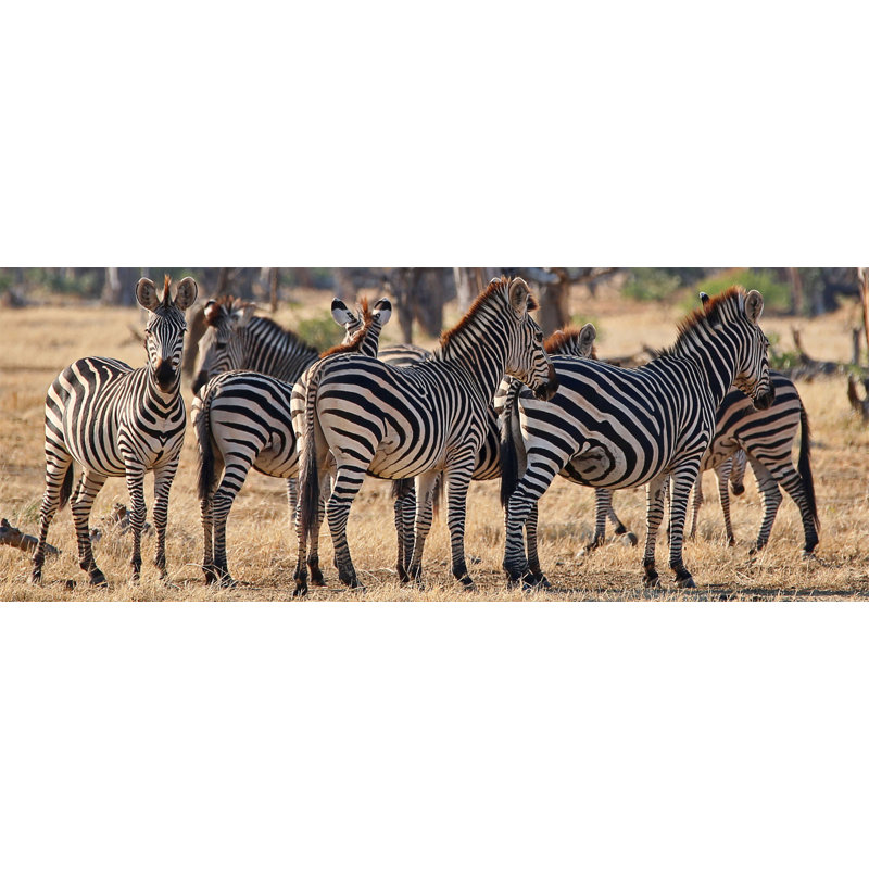 Line of Zebras' Photographic Print