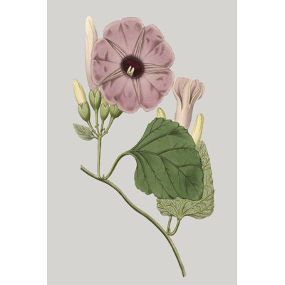 Floral Gems IV by Vision Studio - Wrapped Canvas Art Prints