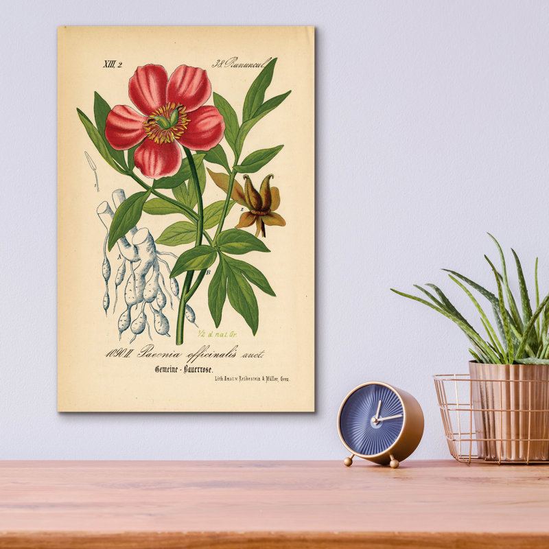 Art mural en verre acrylique épique 12 po x 16 po «Paeonia diriginalis» par Art Licensing Studio