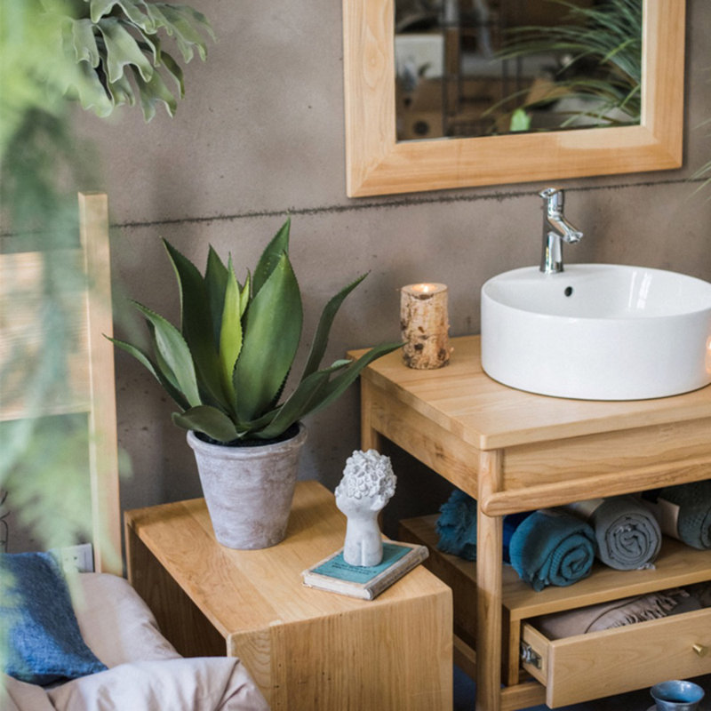 Plante agave en pot