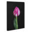 Petals Of A Purple Tulip - Wrapped Canvas-56667501