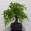 127cm Faux Bonsai Plant in Pot Liner