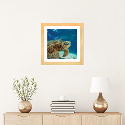" Green Sea Turtle, Balicasag Island " by Tim Fitzharris