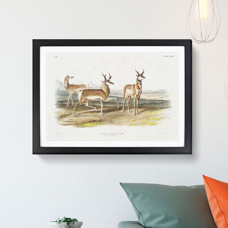 Prong-Horned Antelope by J.W. Audubon - Picture Frame Painting Print, 27cm H x 36cm W x 2cm D, Black Framed