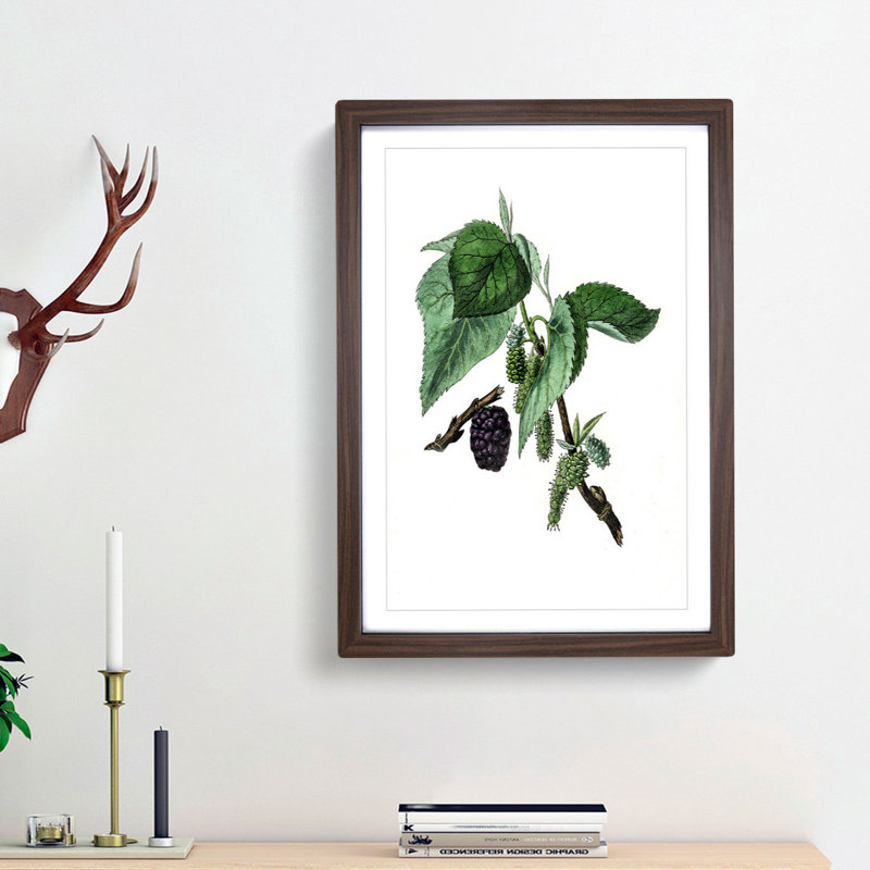 Black Mulberry Plant Illustration - Picture Frame Art Print, 65cm H x 48cm W x 2cm D, Walnut Framed