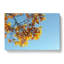Golden Leaves Of The Sycamore Tree - Wrapped Canvas-55366105