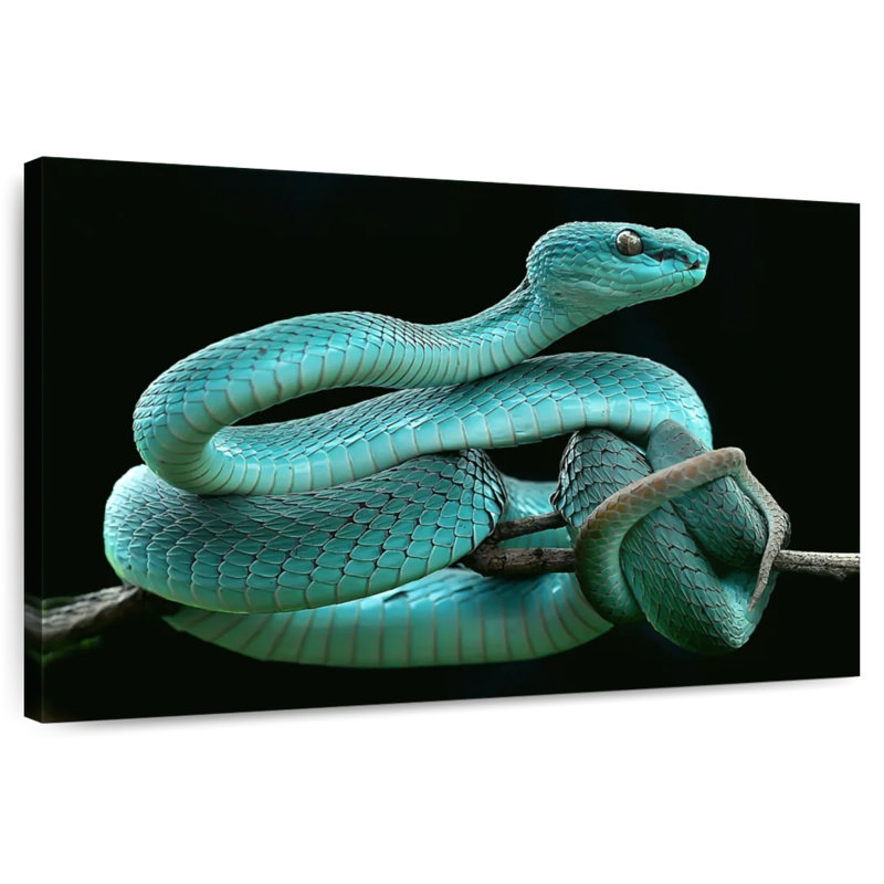Vipère Brampt Blue Pit, H 8 po x l 12 po