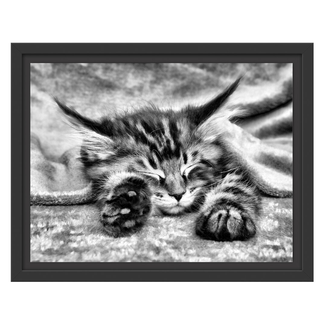 Gerahmtes Wandbild Baby-Katze, rote Bettdecke,