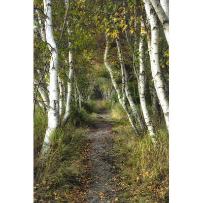 Birch Path II