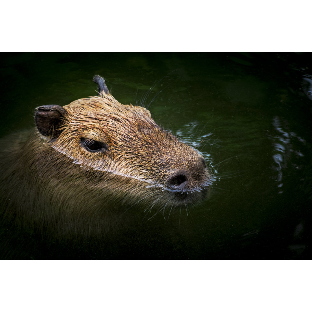 Capybara In Water von Zocha_K - Leinwanddrucke