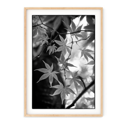 Japanese Maple Print 