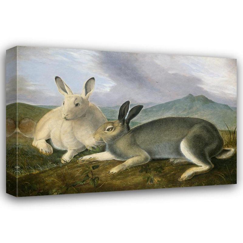 «Arctic Hare» par John James Audubon - Art mural sur toile tendue avec châssis, H 17 po x l 24 po