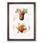 Octopus Illustrations by Albert I - Framed Print-55617690-55617691