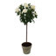 ROSE TREE IN POT
