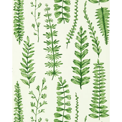 Ferns - Juniper