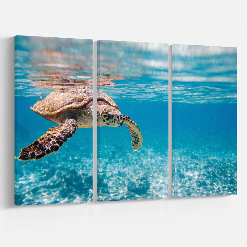 « large hawksbill sea turtle », ensemble de 3 reproductions de photos sur toiles tendues