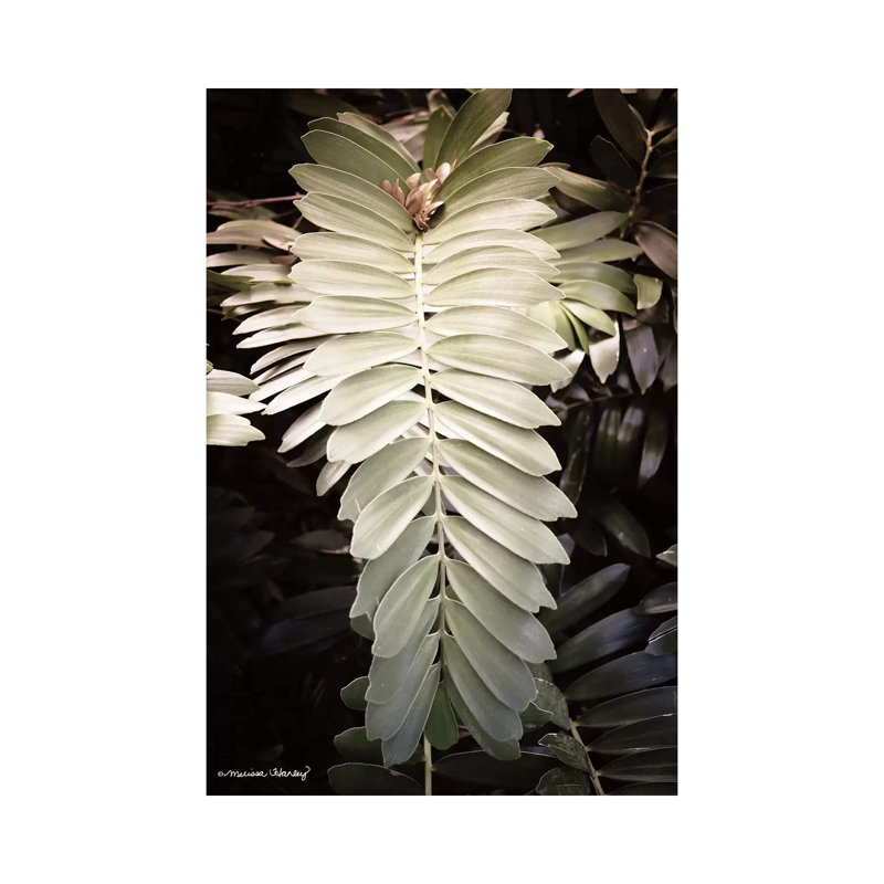 Sunkissed Fern by Melissa Hanley - Wrapped Canvas Gallery-Wrapped Canvas Giclée, 66.04 cm H x 45.72 cm W x 1.91 cm D