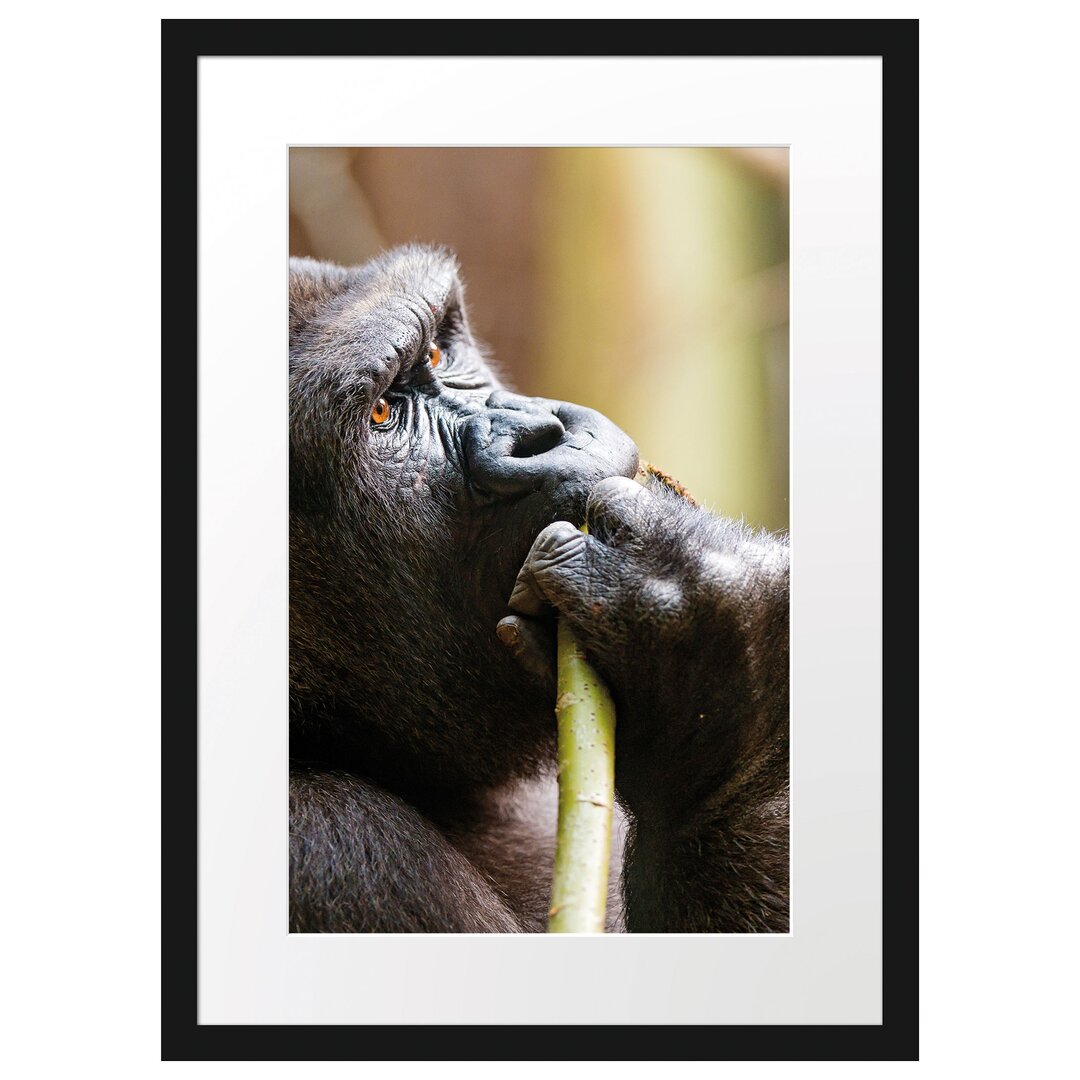 Gerahmtes Poster Gorilla isst