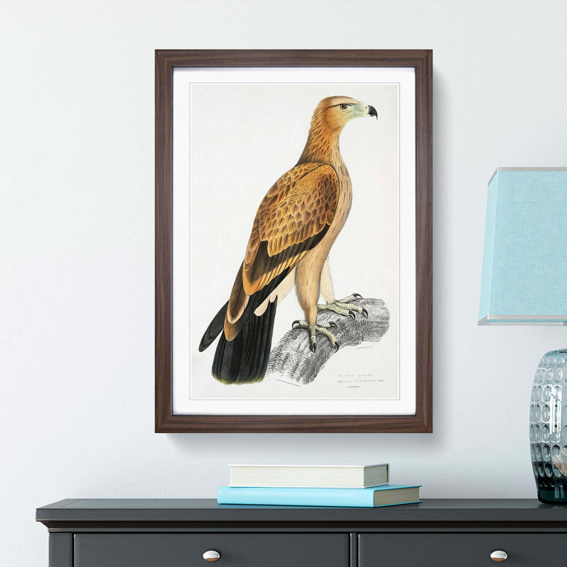 Tawny Eagle by John Edward Gray - Framed Print, 36cm H x 27cm W x 2cm D, Walnut Framed