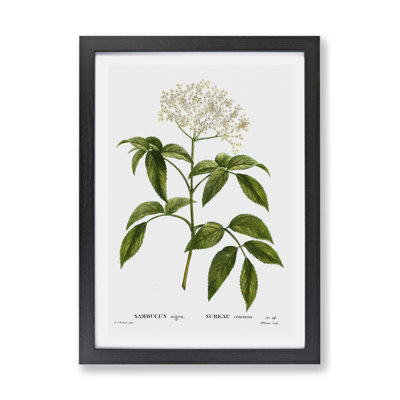 'Elderflower Tree' by Pierre-Joseph Redoute - Picture Frame Painting Print on Paper