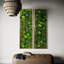 Art mural Symbiotikwalls Moss. Mur de mousse. Moss Art Panels. Art mural vert -111081431