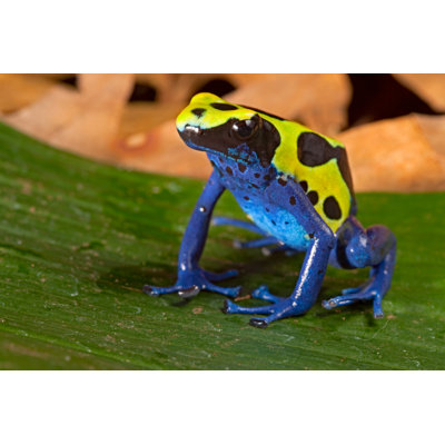 " Poison Dart Frog " by Kikkerdirk