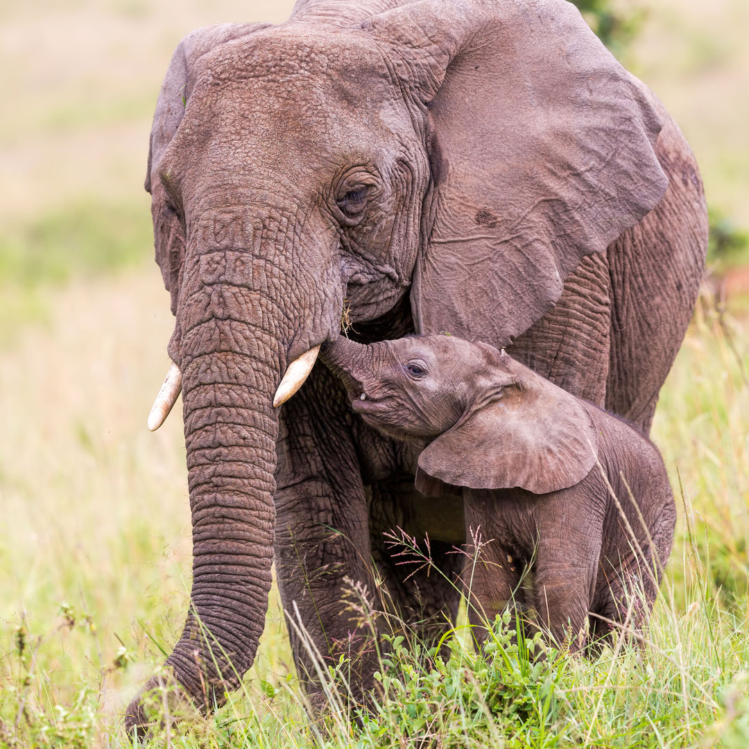 Afrikanischer Elefant und Baby von 1001slide - Drucken