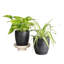 Live Air Purifying Houseplant Set in Classic Pots-70535093