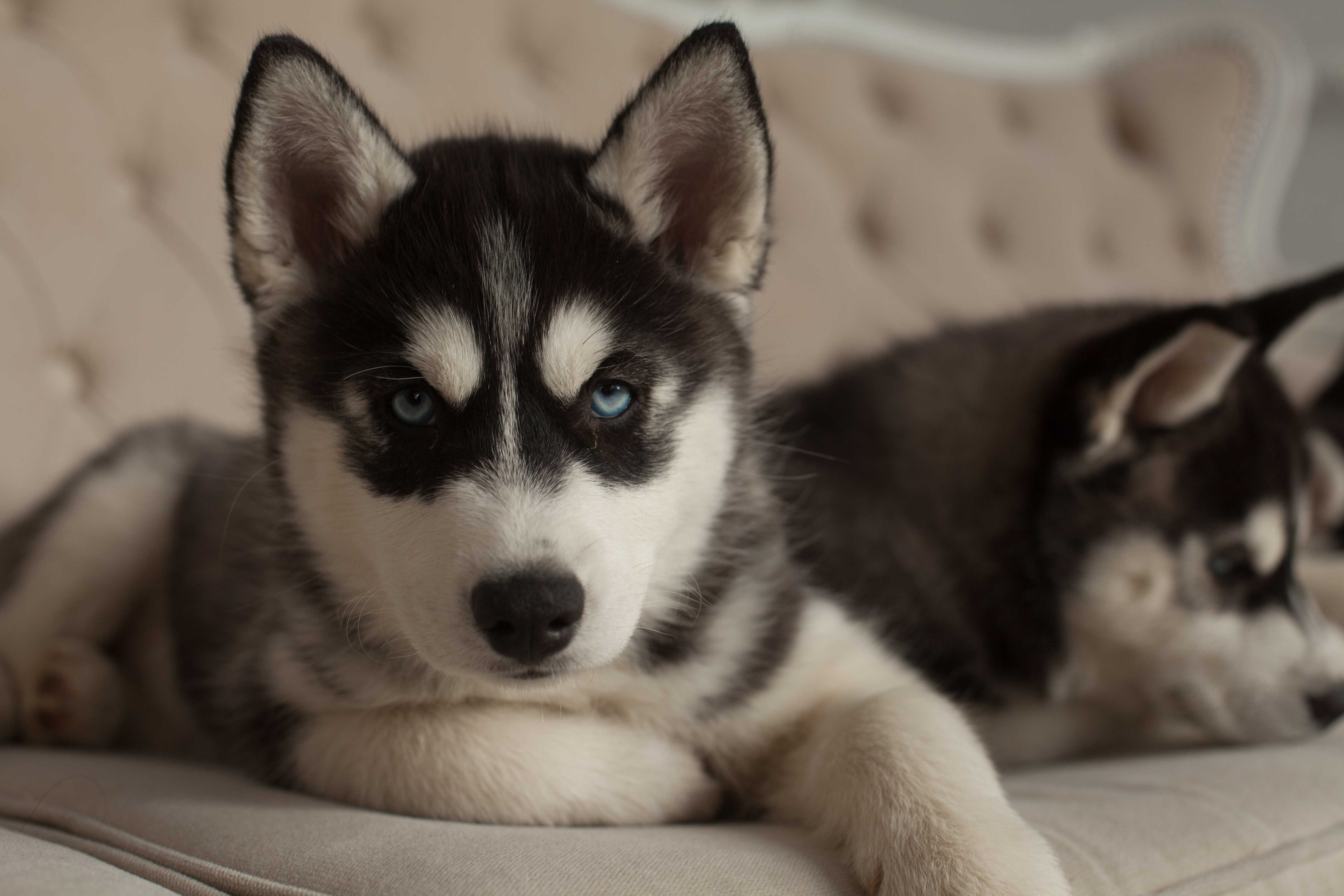 Ebern Designs Khadijiah Blue Eyed Beautiful Husky Puppies On Canvas by ...