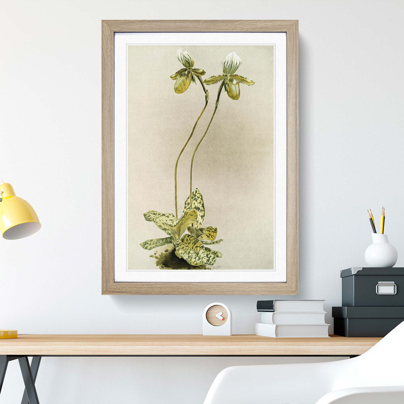 Magnolia Flowers Illustration Tab. 23 by Frederick Sander - Picture Frame Painting Print, 91cm H x 60cm W x 2cm D, Oak