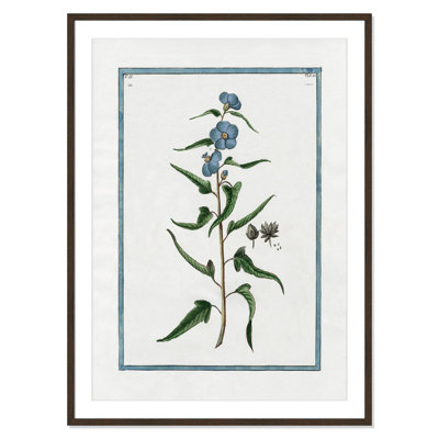 Colombe "Shabby Elegance Botanical I" Print