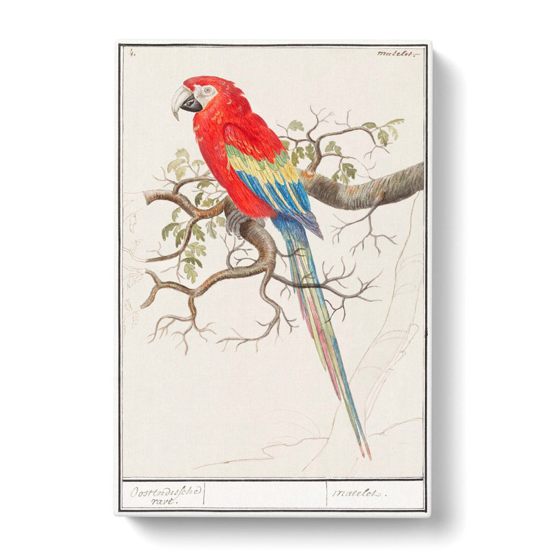 Macaw Parrot by A.B. de Boodt - Wrapped Canvas, 76cm H x 50cm W x 3cm D
