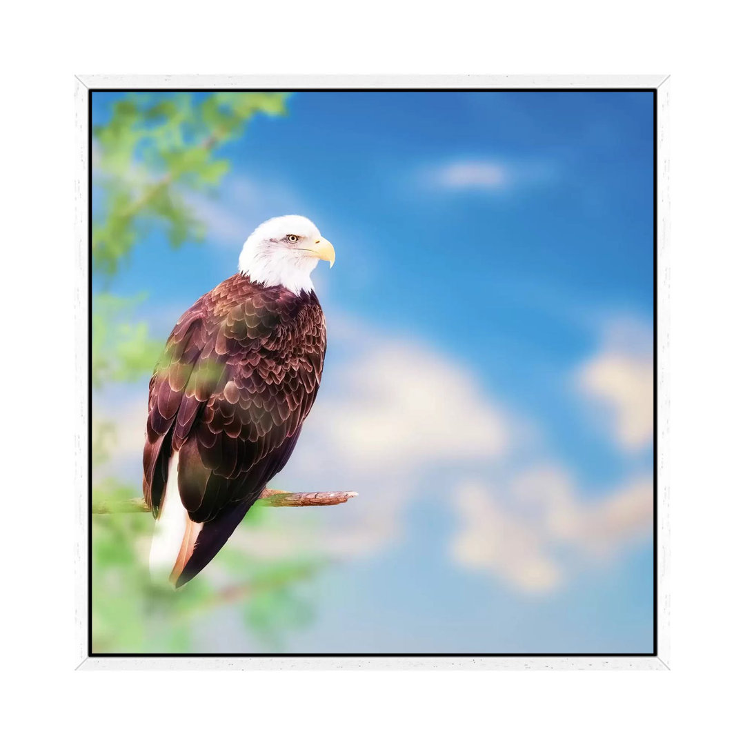 Amerikanischer Weißkopfseeadler auf einem Baum von Susan Richey - Galerie-verpackte Leinwand Giclée