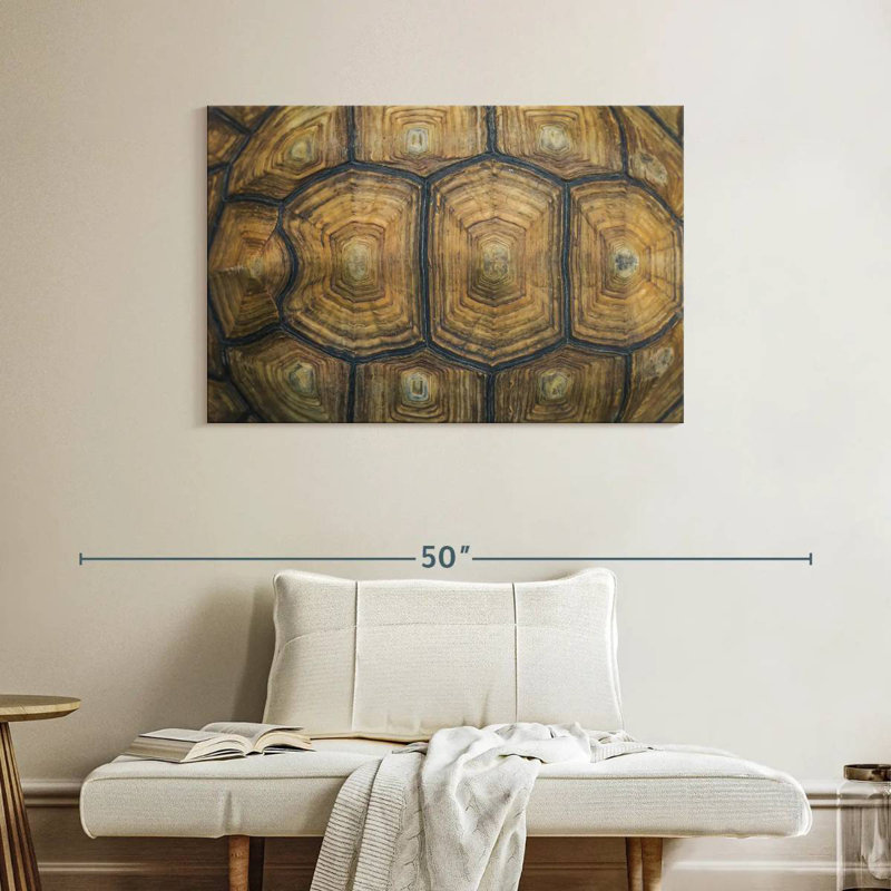 Brampt Giant Tortoise Shell, 26" H x 39" W