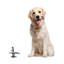 Figurine chiropractic Fricke