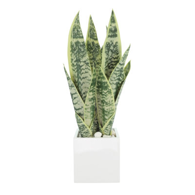 Snake Plant Arranged in a Fiberstone Pot