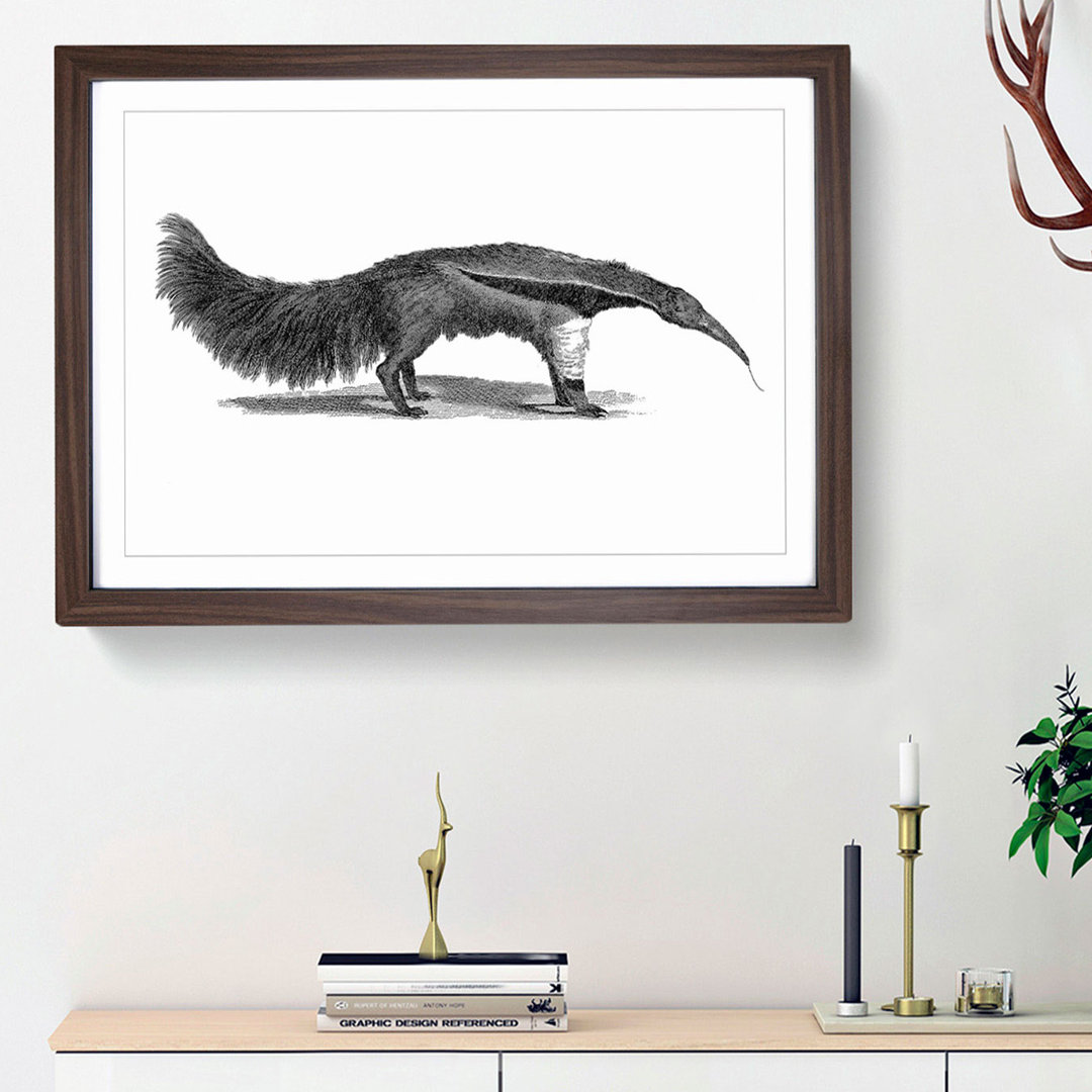 Great Ant-Eater in Black & White by George Shaw - Framed Print