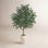 Nydia Ficus Tree in Pot