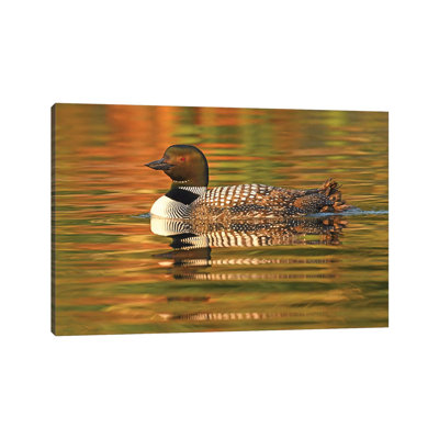 Sunrise Swimmer by Brian Wolf - Wrapped Canvas Print