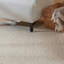 Tapis ivoire en jute tissé à plat à la main Radford-1332458992