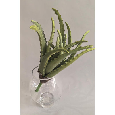 PLANTE D'AGAVE 12''