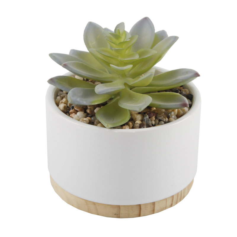 4.75'' Faux Agave Succulent in Pot, White