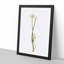 Wild Onion Flowers by Pierre-Joseph Redoute - Framed Print-55612242-55612243