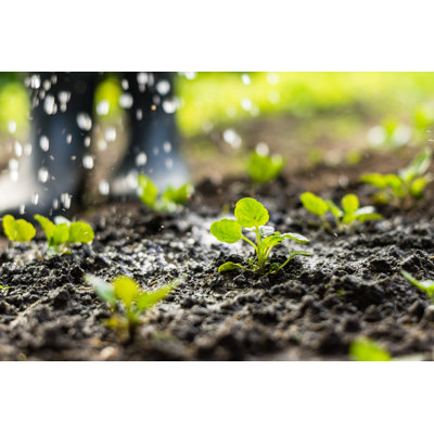 Plant Sprouts In The Field And Farmer Is Watering It by Jurgute - Wrapped Canvas Print