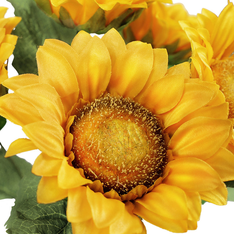 Tournesol
